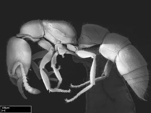 Stigmatomma roahady - CASENT0002078