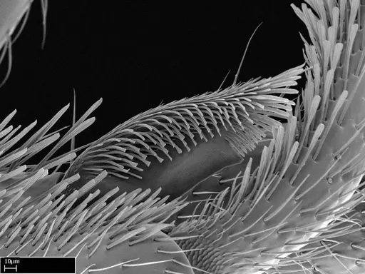 Stigmatomma roahady - CASENT0002078