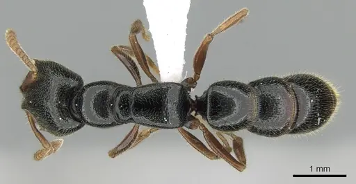 Stigmatomma roahady - CASENT0002104