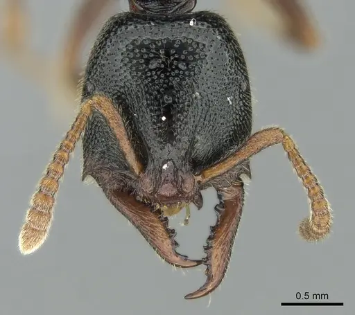 Stigmatomma roahady - CASENT0002104