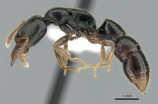 Stigmatomma roahady - CASENT0002104