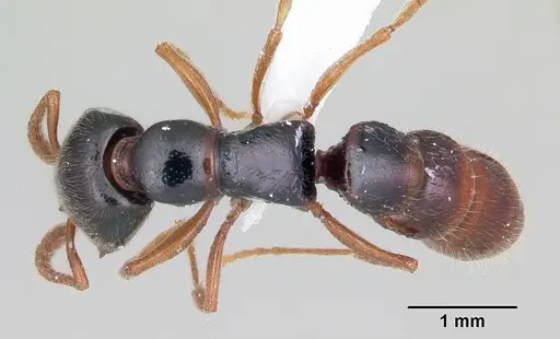 Stigmatomma roahady - CASENT0002140