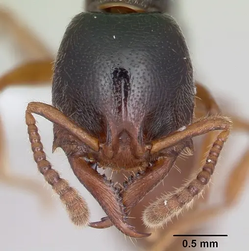 Stigmatomma roahady - CASENT0002140