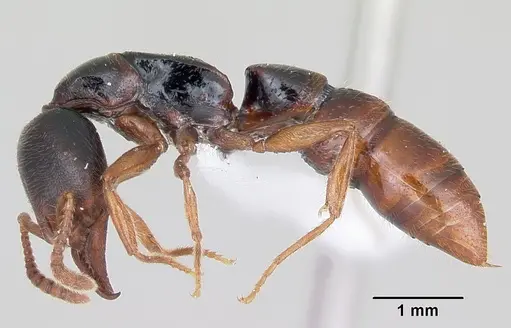 Stigmatomma roahady - CASENT0002140