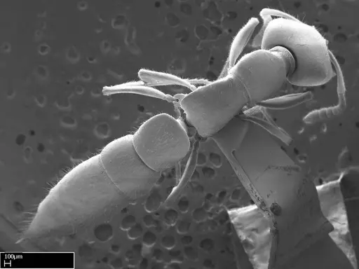 Stigmatomma roahady - CASENT0004339