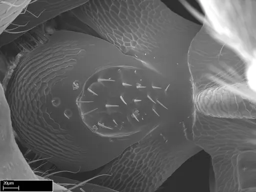 Stigmatomma roahady - CASENT0004339