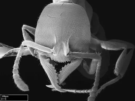 Stigmatomma roahady - CASENT0004339