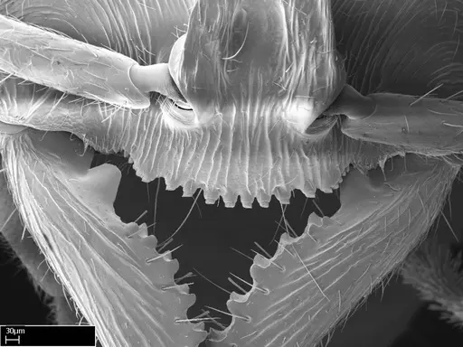 Stigmatomma roahady - CASENT0004339
