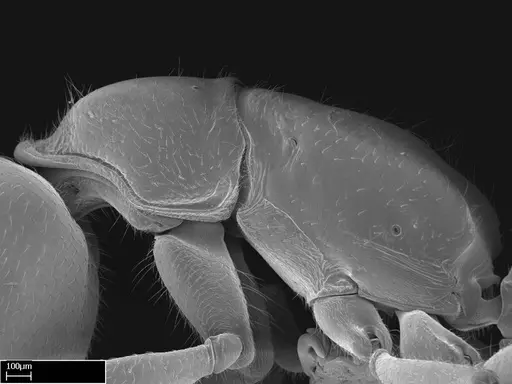 Stigmatomma roahady - CASENT0004339