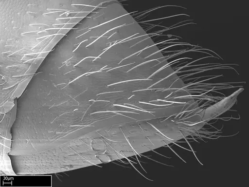 Stigmatomma roahady - CASENT0004339