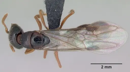 Stigmatomma roahady - CASENT0007136