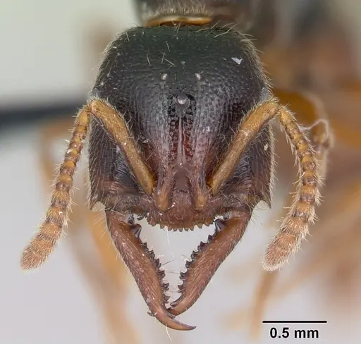 Stigmatomma roahady - CASENT0007136