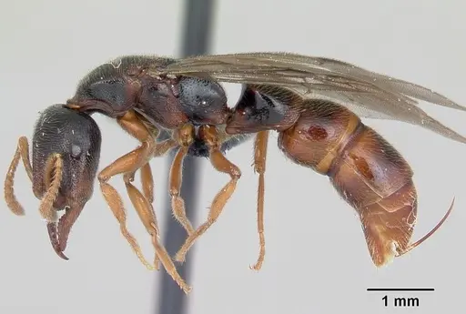 Stigmatomma roahady - CASENT0007136