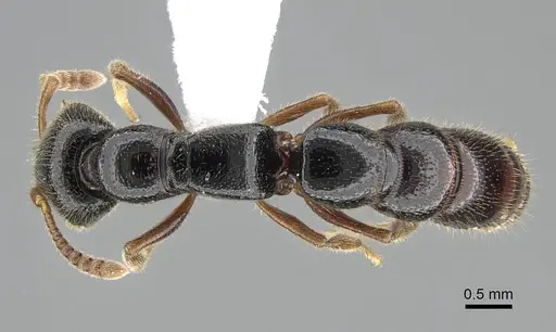 Stigmatomma roahady - CASENT0042894