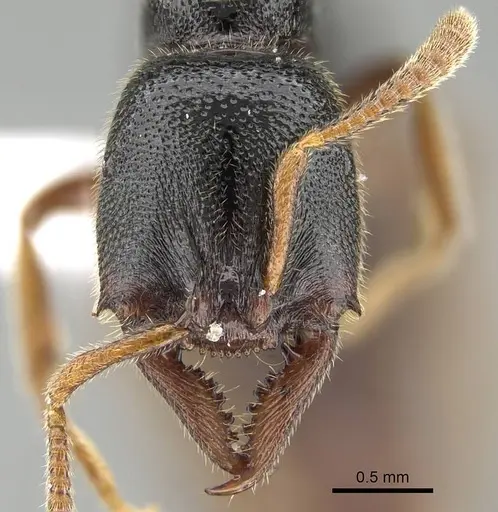 Stigmatomma roahady - CASENT0042894