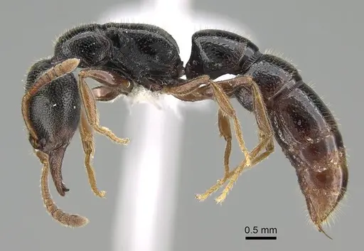 Stigmatomma roahady - CASENT0042894