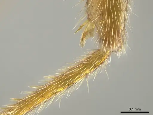 Stigmatomma roahady - CASENT0042894