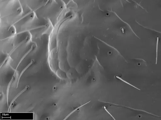 Stigmatomma roahady - CASENT0056916