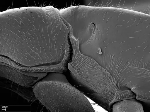 Stigmatomma roahady - CASENT0056916