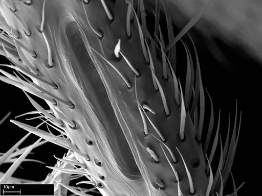 Stigmatomma roahady - CASENT0056916