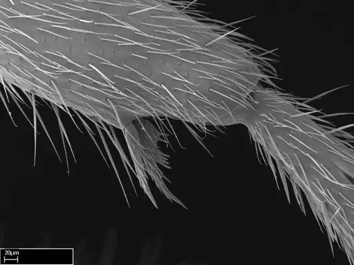 Stigmatomma roahady - CASENT0067261