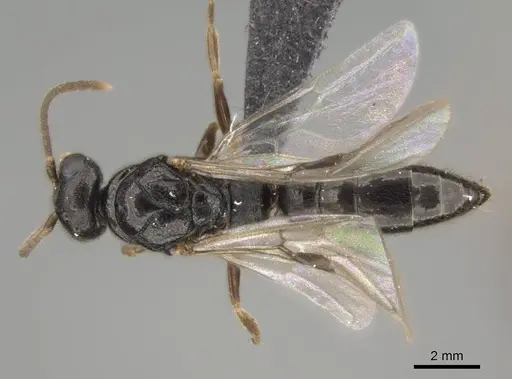 Stigmatomma roahady - CASENT0107483