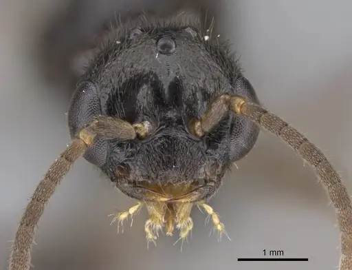 Stigmatomma roahady - CASENT0107483