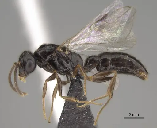 Stigmatomma roahady - CASENT0107483