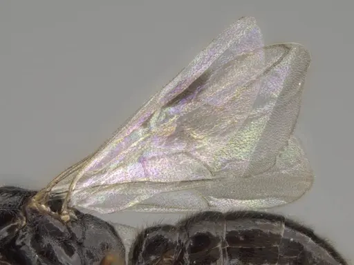 Stigmatomma roahady - CASENT0107483