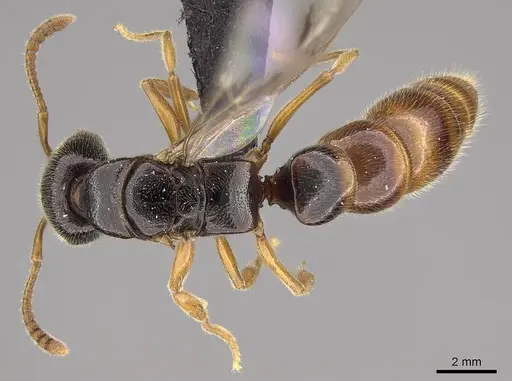 Stigmatomma roahady - CASENT0112603