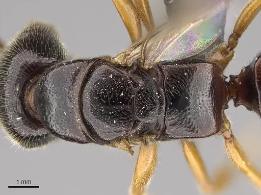 Stigmatomma roahady - CASENT0112603