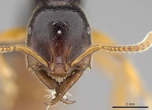 Stigmatomma roahady - CASENT0112603