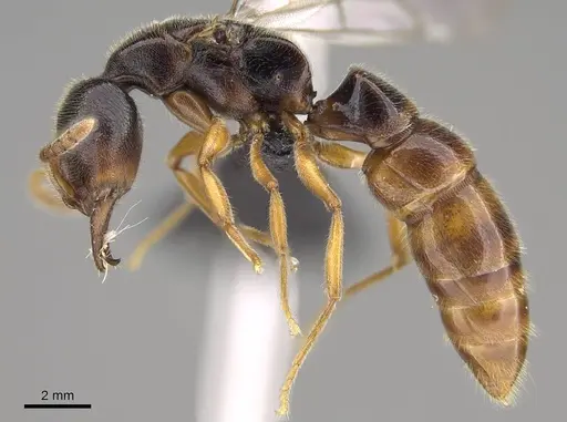 Stigmatomma roahady - CASENT0112603