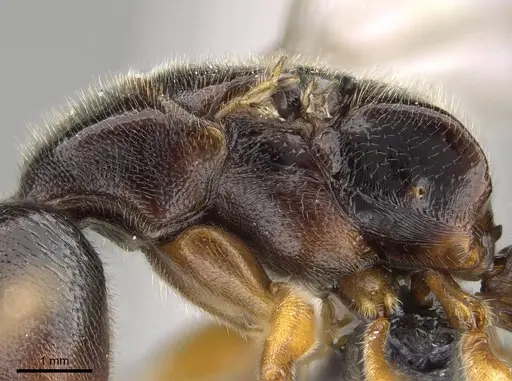 Stigmatomma roahady - CASENT0112603