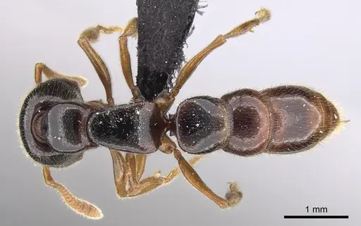 Stigmatomma roahady - CASENT0135098