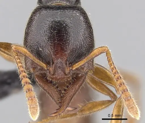 Stigmatomma roahady - CASENT0135098