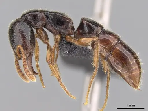 Stigmatomma roahady - CASENT0135098