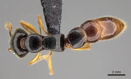 Stigmatomma roahady - CASENT0318421