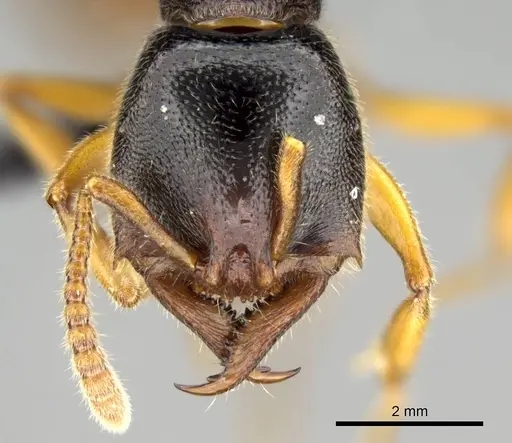 Stigmatomma roahady - CASENT0318421