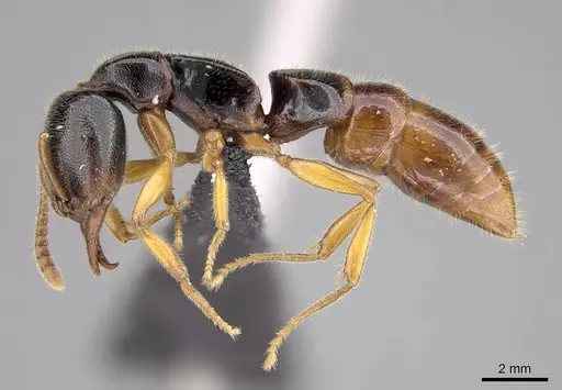 Stigmatomma roahady - CASENT0318421