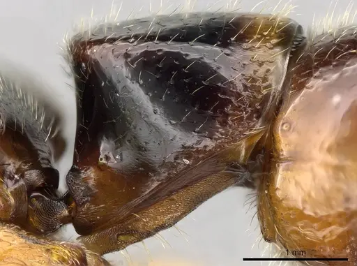 Stigmatomma roahady - CASENT0318421