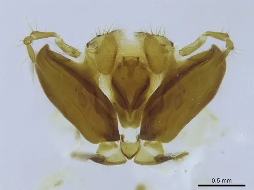 Stigmatomma roahady - CASENT0318480