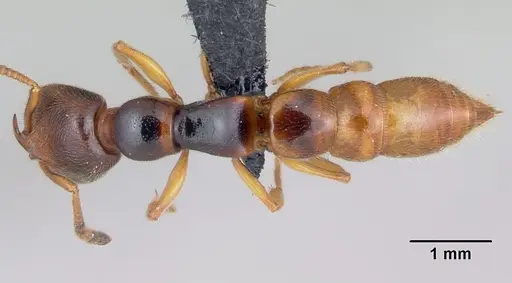 Stigmatomma roahady - CASENT0497186