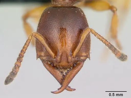 Stigmatomma roahady - CASENT0497186