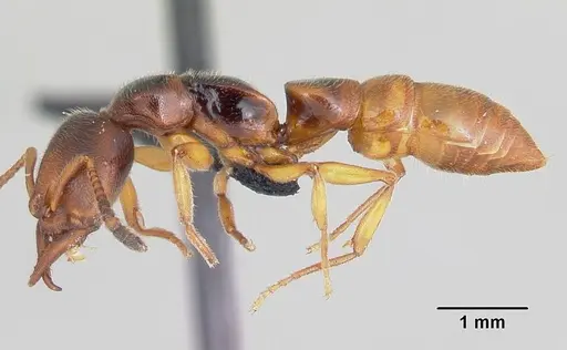 Stigmatomma roahady - CASENT0497186