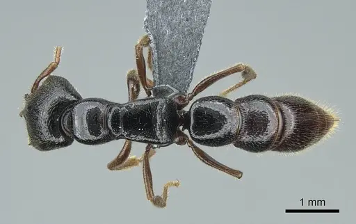 Stigmatomma roahady - CASENT0840861