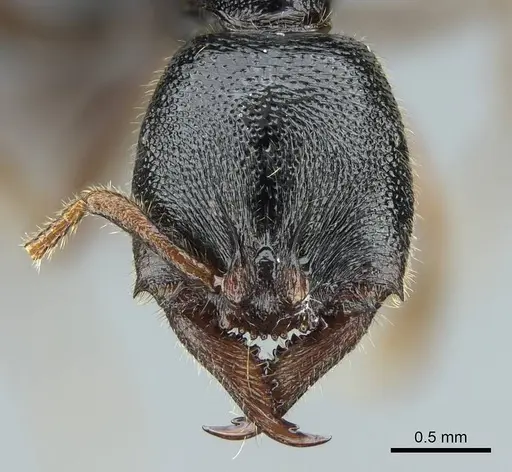 Stigmatomma roahady - CASENT0840861