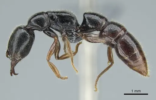 Stigmatomma roahady - CASENT0840861