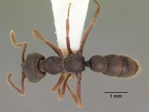 Stigmatomma rothneyi specimen