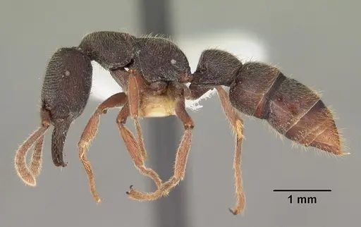 Stigmatomma rothneyi specimen